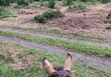 Trail Horseback riding Reherrey - Randonnée reherey Marion uccello - Photo