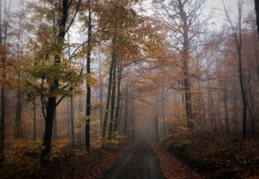 Tocht Te voet  - Södra Ryssberget, Gul - Photo