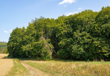 Tour Zu Fuß Warburg - Rundwanderweg 