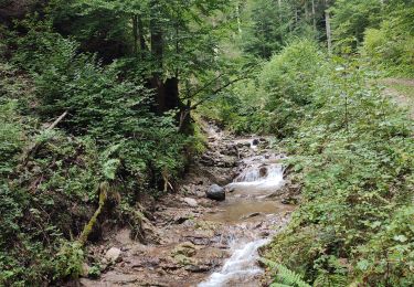 Randonnée Marche Gemeinde Scheffau am Wilden Kaiser - Hintersteinersee - Photo