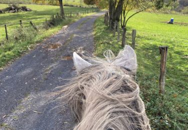 Trail Horseback riding Baccarat - Baccarat chez Alex Yoigo  - Photo