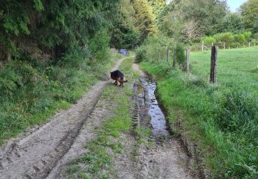 Trail Walking Paliseul - petit tour avec Sirius par les anciennes poubelles  - Photo