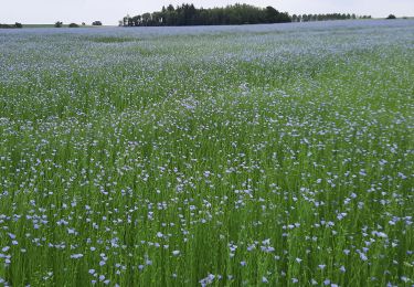 Tocht Stappen Beaumont - Beaumont Belgique - Photo