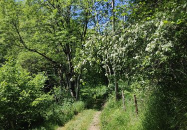 Trail Walking  - Randonnée sur les plateaux au dessus du village de Moulins -Chérier - Photo