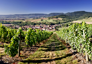 Tour Wandern Villeneuve - Villeneuve_Chateaux_Bacchus - Photo