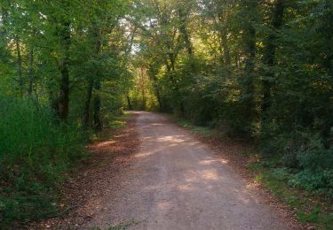 Trail Walking Rouffach - Herrlisheim près Colmar et son Fontainebleau  - Photo
