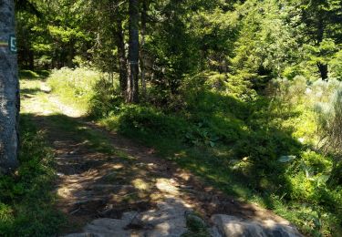 Tour Wandern Borée - les Suc de Bonnefoy - Photo