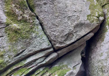 Tour Wandern Fontainebleau - Faisanderie #1 Variante courte - Photo