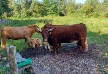 Tocht Stappen Ardres - Ardres 11 Juillet 2024 Matin - Photo