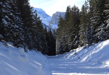 Trail On foot Cortina d'Ampezzo - IT-208 - Photo