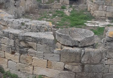 Randonnée Marche  - Site archéologique de Salamine - Photo
