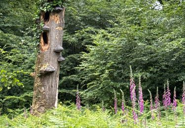 Tocht Noords wandelen Habscht - Grill - Photo