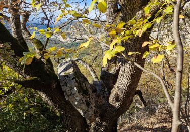 Trail Walking Moustiers-Sainte-Marie - 20241119moustier - Photo