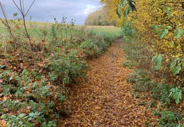 Trail Walking Namur - Namur Marche - Photo