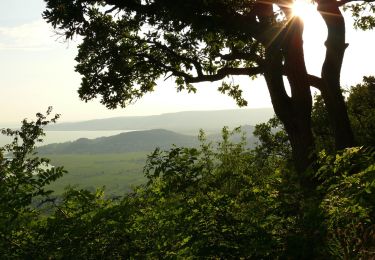 Percorso A piedi Badacsonytomaj - Kuruc-körút tanösvény - Photo