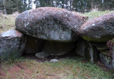 Trail On foot  - Den nordlige vandretur i Lindet Skov - Photo