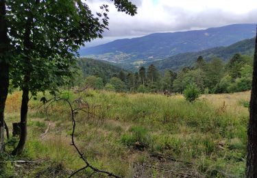 Excursión Senderismo Bourbach-le-Haut - Buissonet  - Photo