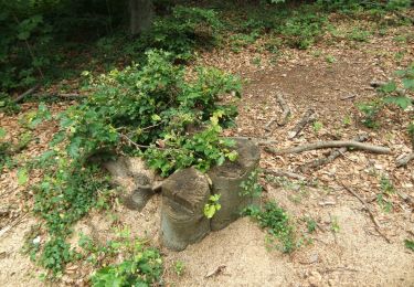 Randonnée A pied Inconnu - NaturZeitReise 1 - Relikte historischer Waldnutzung - Photo