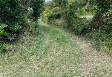 Tour Nordic Walking Le Robert - Les boucles de pointe Banane -LE ROBERT - Photo