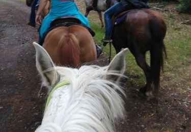Trail Horseback riding Vacqueville - vacqueville chez Heidi bertrichamp  - Photo