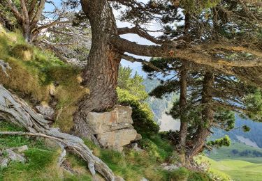 Excursión Senderismo Saint-Lary-Soulan - RA2020 PYR Tour Alpage col du Portet - Photo