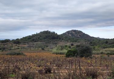 Trail Walking Saint-André-de-Roquelongue - roquelongue - Photo