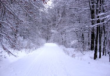 Tour Zu Fuß Auetal - HO9 - Roter Stein Route - Photo