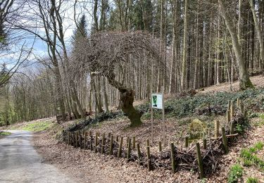 Randonnée A pied Bad Oeynhausen - Zuweg von Bad Oeynhausen zum Wittekingsweg - Photo