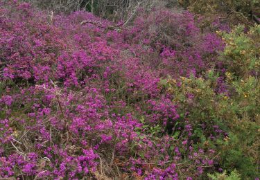 Tour Wandern Plobannalec-Lesconil - erreur - Photo