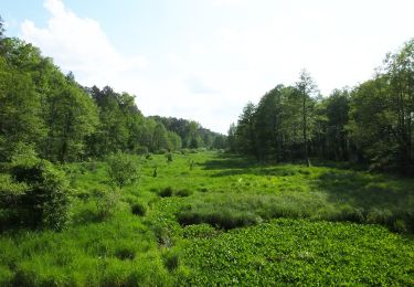 Trail On foot  - Pionki - Królewskie Źródła - Photo