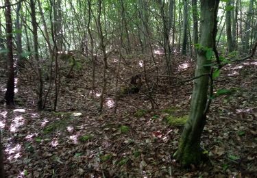 Percorso A piedi Binau - Rundwanderweg Binauer Forst 3: Rotenberg-Weg - Photo