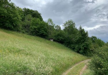 Trail On foot Mechernich - Vussem Rundweg 7 - Photo