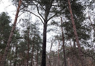 Randonnée Marche Fontainebleau - 110  Promenade des Arbres Remarquables - Photo