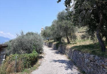 Randonnée A pied Torri del Benaco - Percorso del Pellegrino - Photo