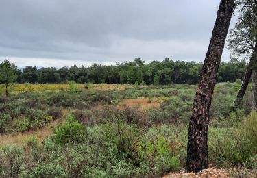 Trail Walking Le Cannet-des-Maures - Autour de 