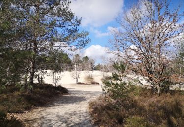 Tour Wandern Noisy-sur-École - cul du chien - Photo