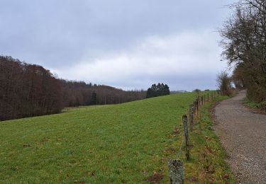 Trail Walking Marche-en-Famenne - Marche ADEPS 15 km Marche-en-Famenne 12/03/23 - Photo