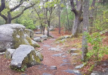 Trail Walking Saint-Fargeau-Ponthierry - rando Pringy Bois le Roi - Photo