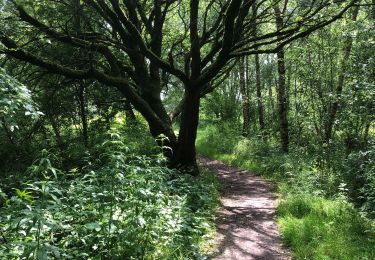 Trail Walking Steenbergen - Dintelse Gorzen - Photo