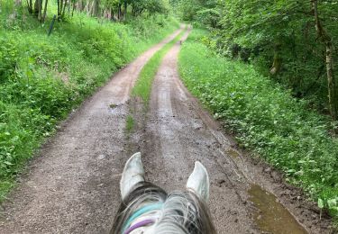 Trail Horseback riding Fouday - Fouday auberge du promont Tivio joyeux  - Photo