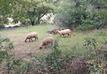 Tour Wandern Le Pouzin - Le Pouzin : Couvent des Chèvres 8km. - Photo