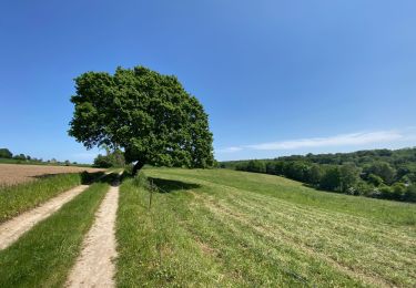 Trail Walking Braine-le-Comte - GRP127 : De Hennuyères à Nivelles - Photo