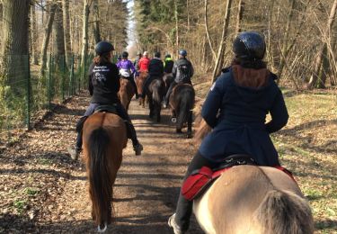 Trail Horseback riding Creutzwald - Falck Forêt de la Houve - Photo
