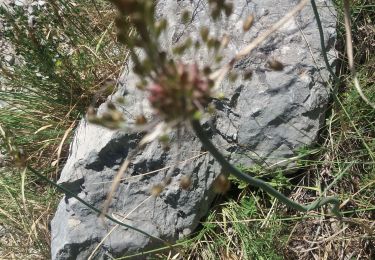 Tour Wandern Briançonnet - LaSagnesud - Photo