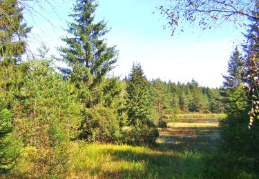 Percorso A piedi Röslau - Rundwanderweg 4 Röslau - Photo