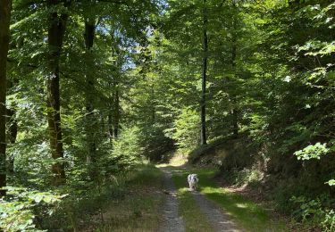 Tocht Stappen Chiny - Chiny version courte - Photo