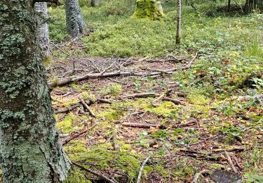 Trail Walking Sauvessanges - cepes - Photo