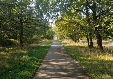 Randonnée Marche Durbuy - Petit-han à travers bois - Photo