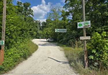 Trail Walking Seine-Port - Seine-Port - Forêt de Bréviande - Photo