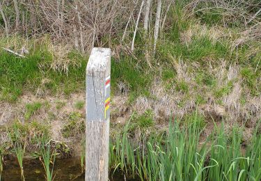 Tour Wandern Palaiseau - Vauhallan Chemin Limon - Photo